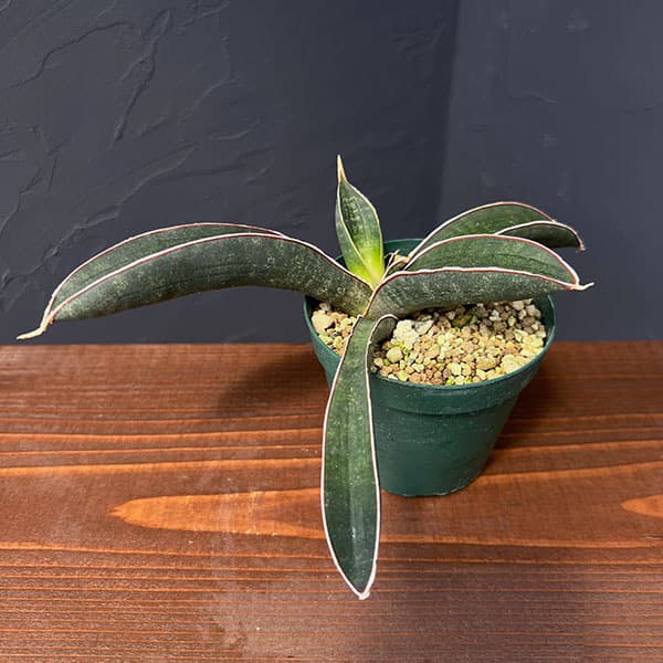 ブルーバット 超斑入り サンスベリア ロリダ 多肉植物 コーデックス