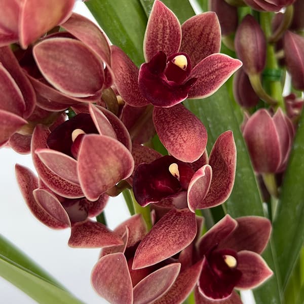 園芸ネット本店｜シンビジューム：フォアゴットンフルーツ花芽付き 4号