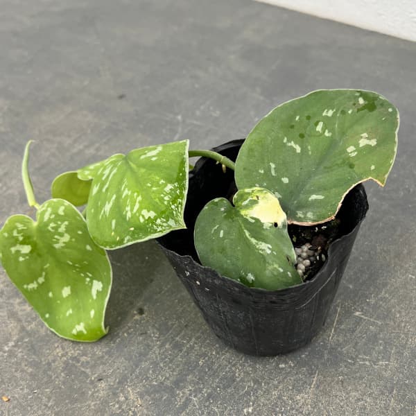 園芸ネット本店｜スキンダプサス：センタラム 3号ポット の通販【公式】