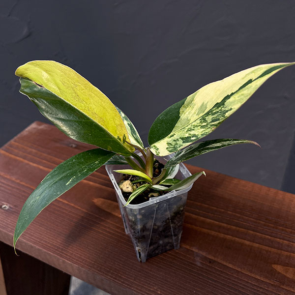 園芸ネット本店｜フィロデンドロン：キャラメルマーブル 斑入り 2.5号