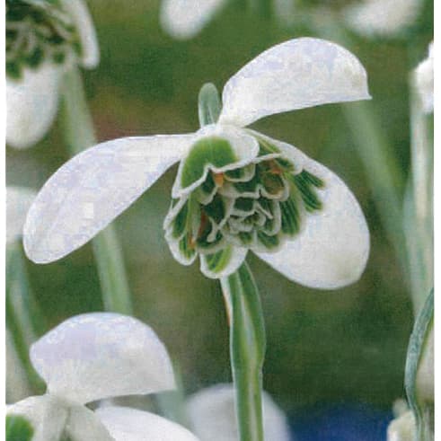 園芸ネット本店｜スノードロップ：八重咲き 3球入り の通販【公式】