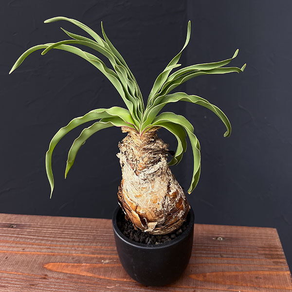 園芸ネット本店｜ブーファン：ディスティチャ 4号鉢植え* の通販【公式】