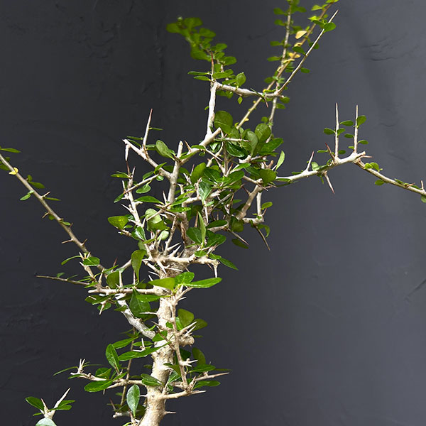 園芸ネット本店｜コミフォラ：シンプリキフォリア（小葉） 5号鉢植え