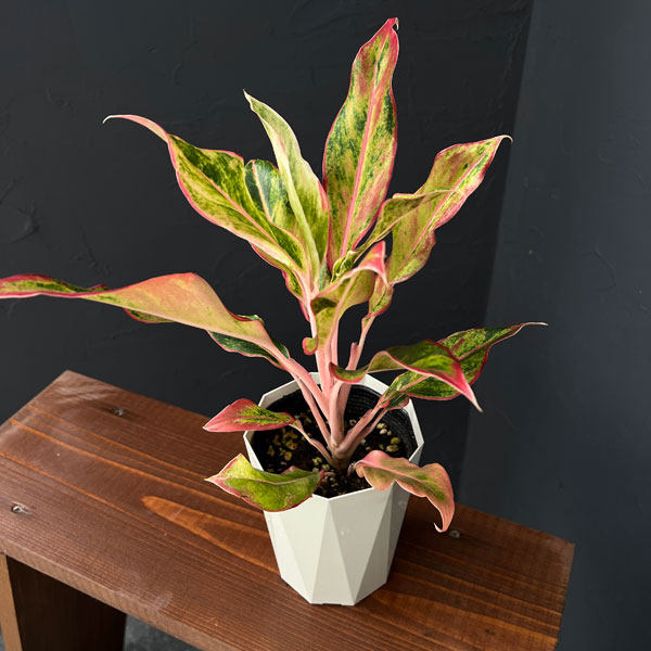 園芸ネット本店｜アグラオネマ：サイアム オレンジ 4号鉢入り の通販