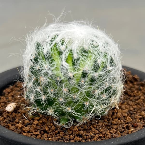 園芸ネット本店｜サボテン：マミラリア 白光殿 3号鉢植え の通販【公式】