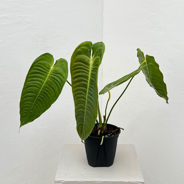 園芸ネット本店｜アンスリウム：ベイチー 4号ポット の通販【公式】