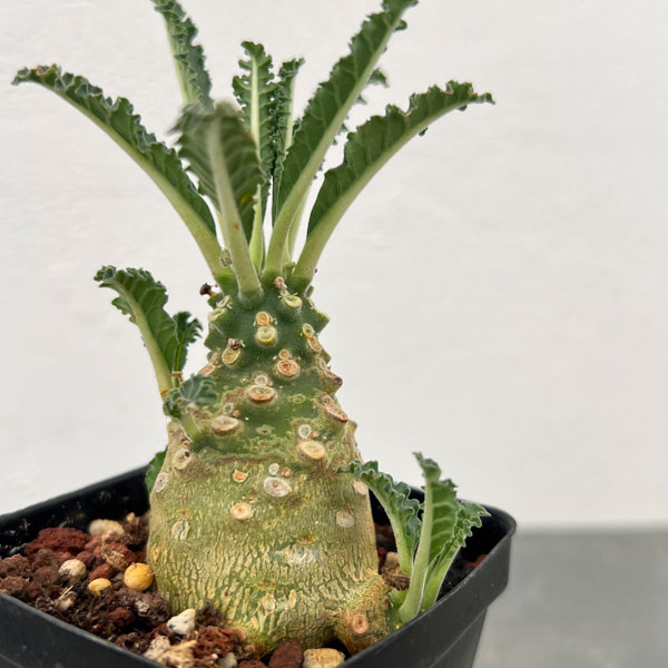 園芸ネット本店｜ドルステニア：ラブラニー 2.5号鉢植え* の通販【公式】