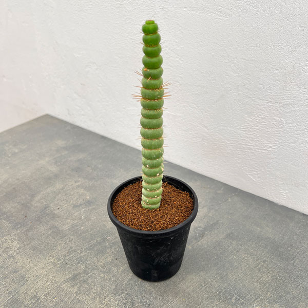 園芸ネット本店｜サボテン：ユーリキニア カスタネア スピラリス 3.5号