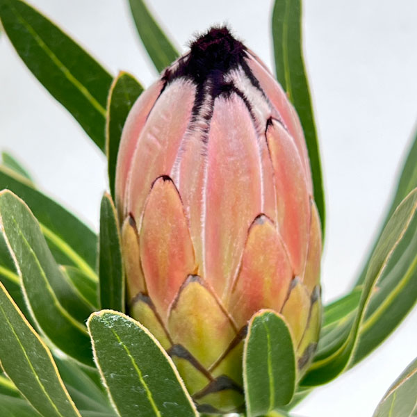 園芸ネット本店｜プロテア：ピンクミンク 7号鉢植え の通販【公式】