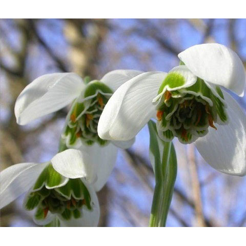 園芸ネット本店｜スノードロップ：八重咲き 5球セット の通販【公式】