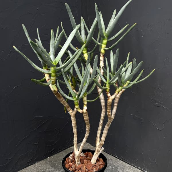 園芸ネット本店｜アロエ：ラモシシマ 6号25-03 の通販【公式】