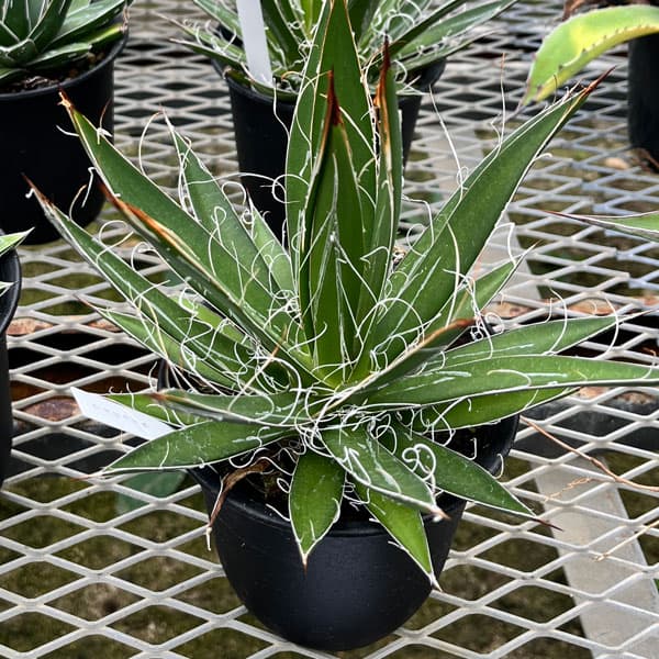 園芸ネット本店｜アガベ：フィリフェラ4号鉢植え（乱れ雪） の通販【公式】