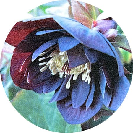 園芸ネット本店｜高正園さんのクリスマスローズ：ダブル パープル5号