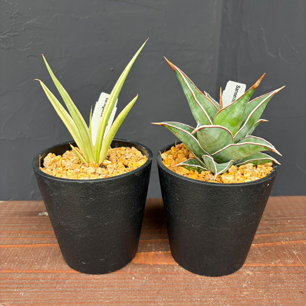 園芸ネット本店｜サンセベリア：レア品種セット（ピンギキュラと