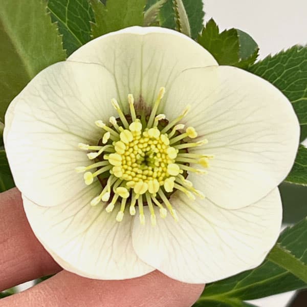 園芸ネット本店｜クリスマスローズ：スウィングシングル26-03 静／1.5L