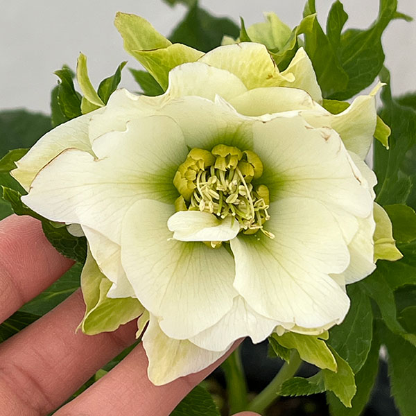 園芸ネット本店｜若泉ファームさんのクリスマスローズ：26-02