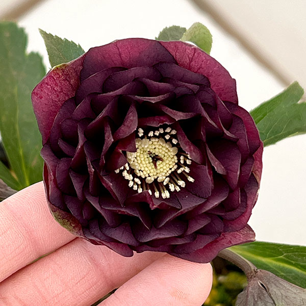 園芸ネット本店｜横山園芸さんのクリスマスローズ：26-02プリマドレス