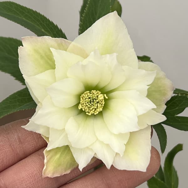 園芸ネット本店｜花郷園さんのクリスマスローズ：26-26ダブル4.5号