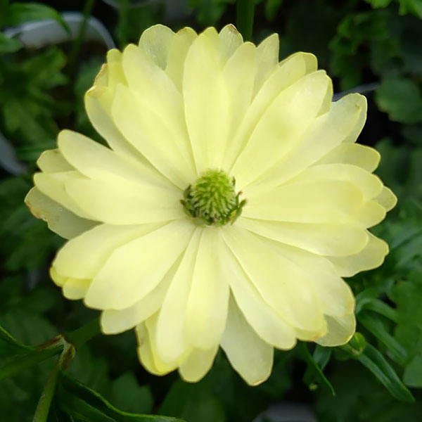 園芸ネット本店｜ラナンキュラス：サラセレネ フォテノース3.5-4号