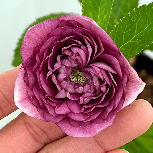 園芸ネット本店｜吉田園芸さんのクリスマスローズ：超多弁交配26-07