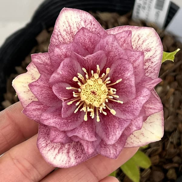 園芸ネット本店｜吉田園芸さんのクリスマスローズ：クローリス26-04