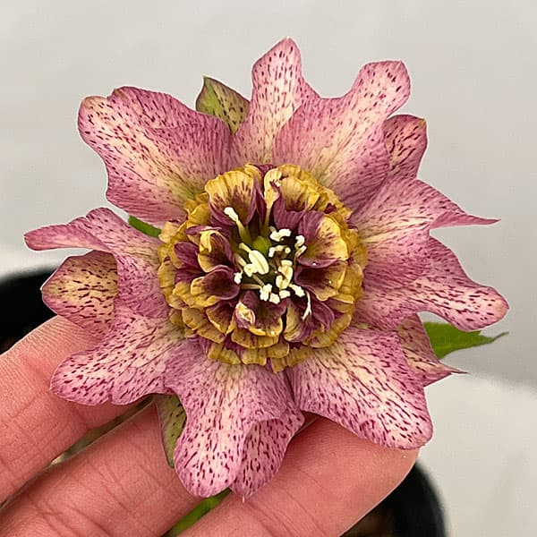 園芸ネット本店｜吉田園芸さんのクリスマスローズ：ヒデコート