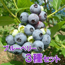 園芸ネット本店｜ブルーベリー（大実ハイブッシュ系）：5号ポット3種