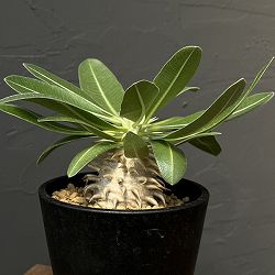 園芸ネット本店｜観葉植物:塊根植物コーデックス の商品一覧 【公式】