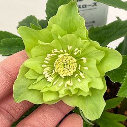 園芸ネット本店｜よりどりお買い得コーナー:クリスマスローズ 2ポット