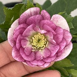 園芸ネット本店｜若泉ファームさんのクリスマスローズ：25-32