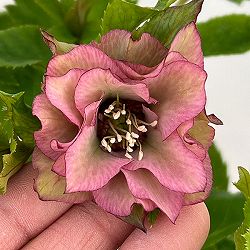 園芸ネット本店｜若泉ファームさんのクリスマスローズ：25-39