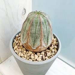 園芸ネット本店｜ユーフォルビア：オベサ 4号23-12 の通販【公式】