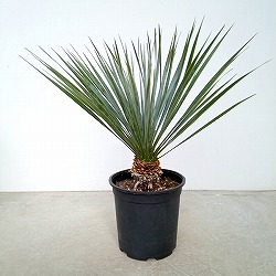 園芸ネット本店｜[送料無料]（わけあり特価）ユッカ：ロストラータ 9号