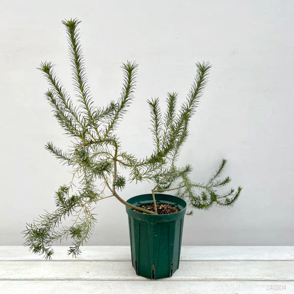 園芸ネット本店｜バンクシア：ヒースバンクシア5号ポット の通販【公式】