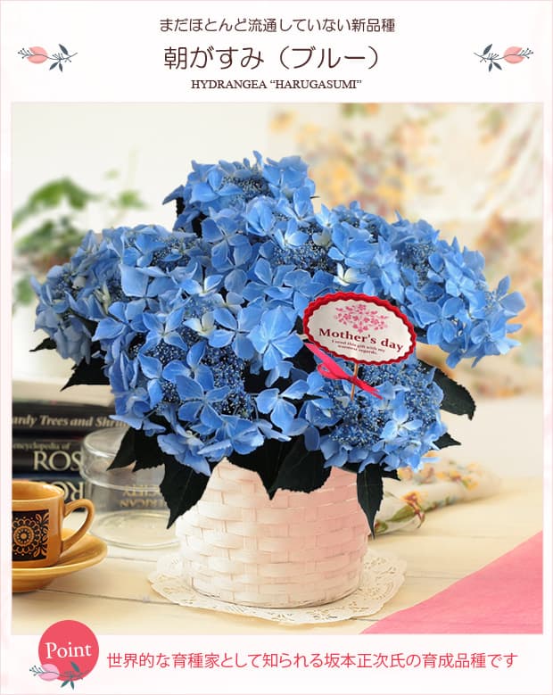 園芸ネット本店｜[送料無料][2018年母の日ギフト][予約]アジサイ：朝が