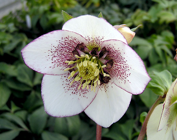 園芸ネット本店｜クリスマスローズ：*ホワイトシュガーシフォン3号