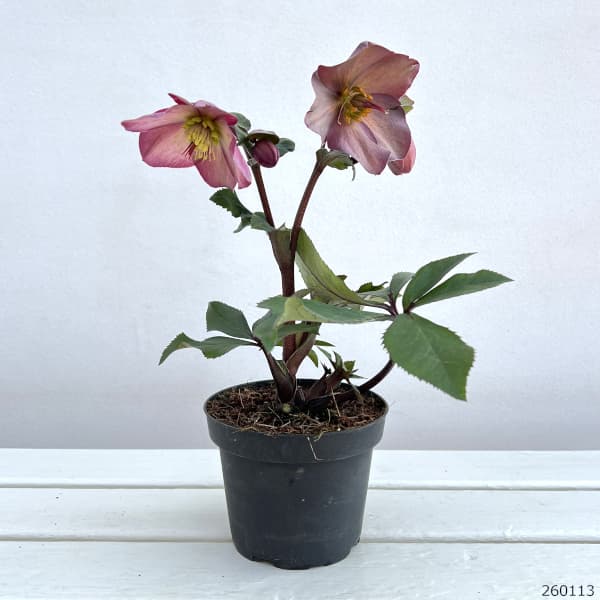 園芸ネット本店｜クリスマスローズ：*HGC Ice N'roses 氷の薔薇 ローズ