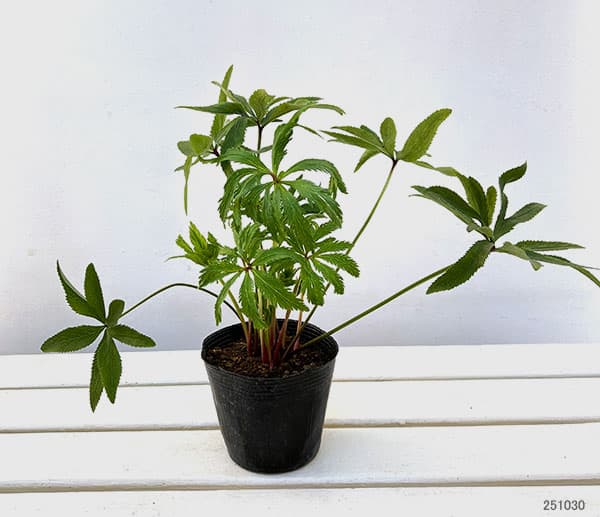 園芸ネット本店｜クリスマスローズ（原種系）：ボッコネイ4号ポット の