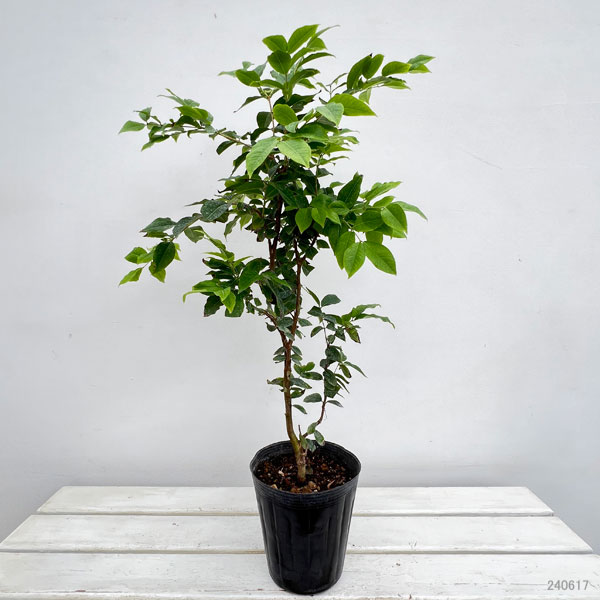 園芸ネット本店｜ジャボチカバ四季なり種5号鉢植え の通販【公式】