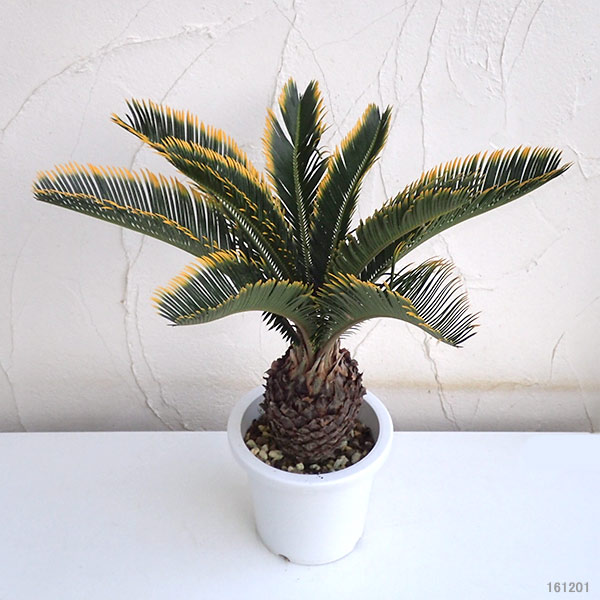 園芸ネット本店｜ソテツ：金環ソテツ 6号鉢植え の通販【公式】