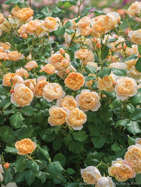 園芸ネット本店｜イングリッシュローズ デビッド・オースチン