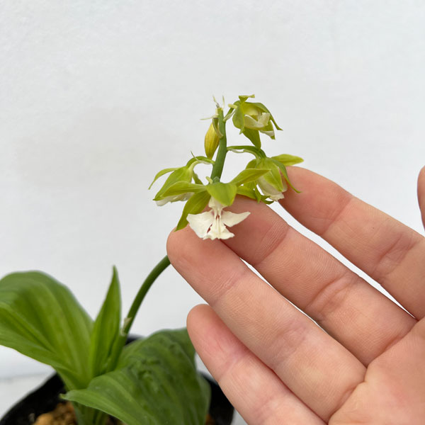 園芸ネット本店｜エビネ：黄エビネ（キエビネ）3-3.5号ポット の通販