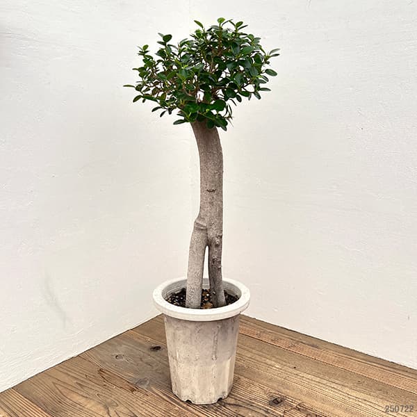 園芸ネット本店｜パンダガジュマル 8号鉢植え* の通販【公式】