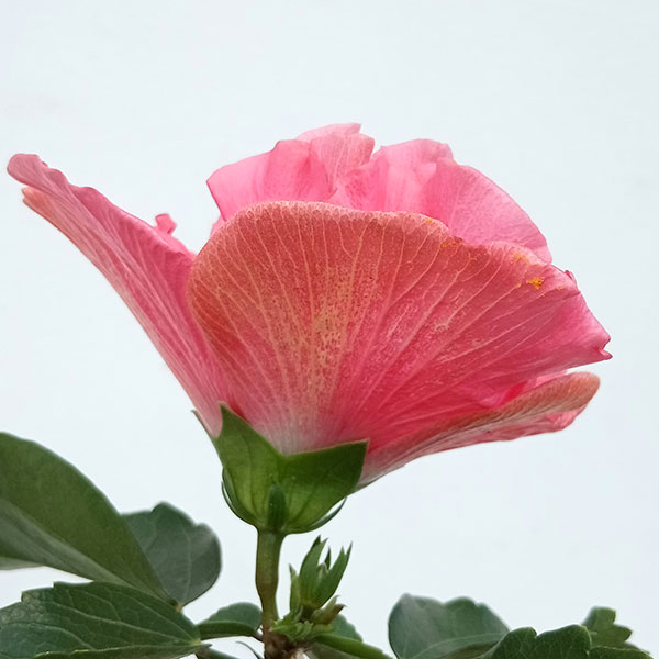 園芸ネット本店｜ハイビスカス（ニューロングライフ）：アドニスダブル