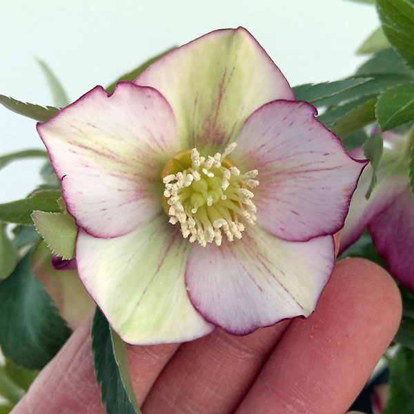 園芸ネット本店｜クリスマスローズ：*プチドール彩（あや）5号鉢（開花