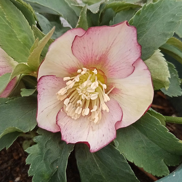 MIYABI様ご依頼品 クリスマスローズ2点 フレグランス プチドール 園芸