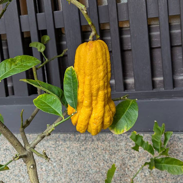 園芸ネット本店｜ブッシュカン（仏手柑）4～5号ポット の通販【公式】