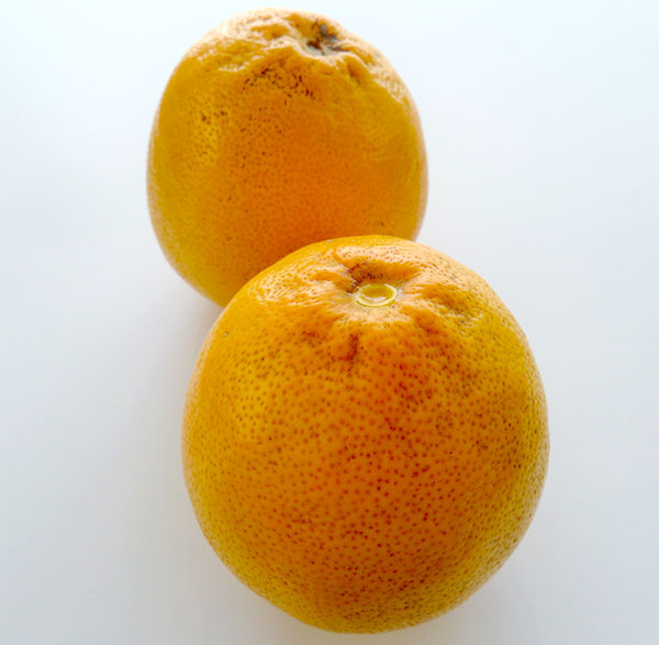 園芸ネット本店｜レモン：スイートレモネード4～5号ポット の通販【公式】