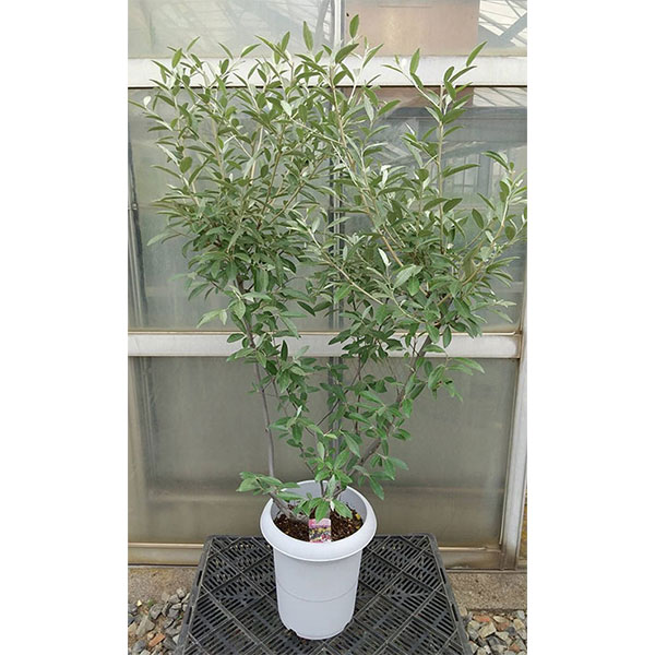 園芸ネット本店｜ロシアンオリーブ（ホソバグミ）8号鉢植え の通販【公式】