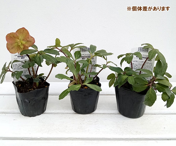 園芸ネット本店｜クリスマスローズ（原種系）：早咲きニゲル3号ポット